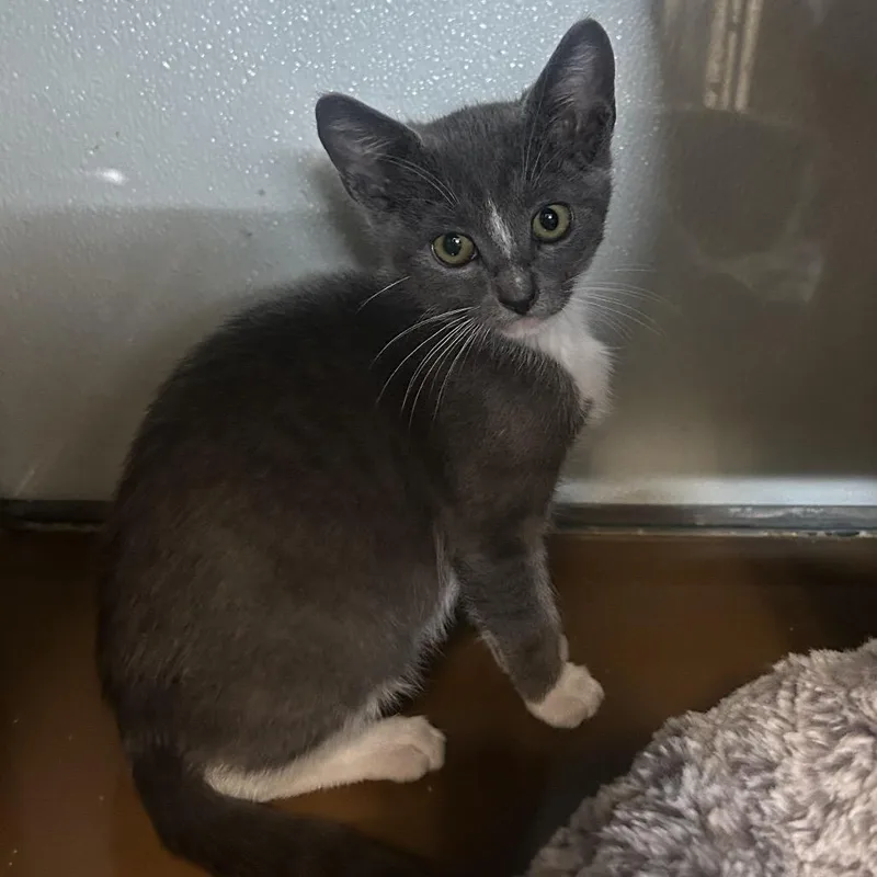 A baby small-sized male Gray / Blue / Silver Domestic Short Hair cat named Taki for adoption in Point Richmond, CA