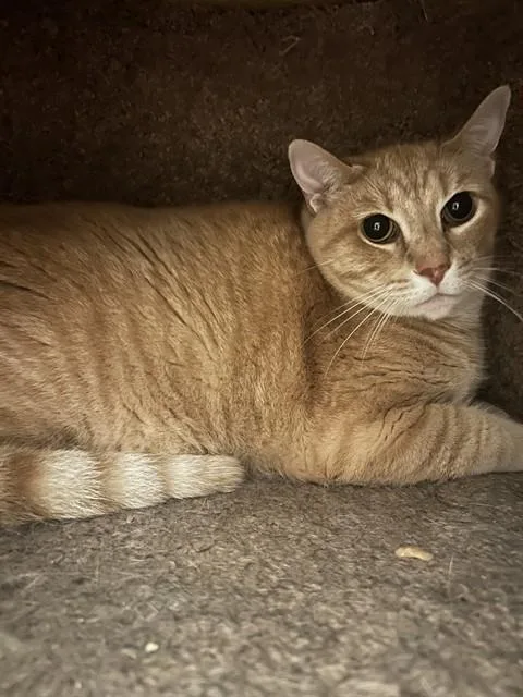 An adult large-sized male Domestic Short Hair cat named Milo for adoption in Olathe, KS