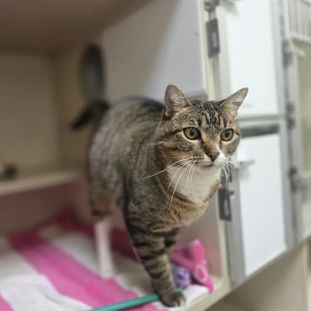 An adult small-sized female Domestic Short Hair cat named Gracie for adoption in Denver, CO