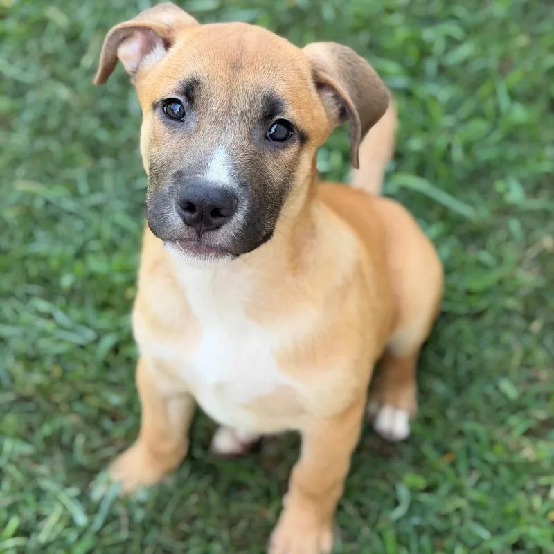 A baby medium-sized male Yellow / Tan / Blond / Fawn Mixed Breed dog named Rolo for adoption in Brownsboro, AL