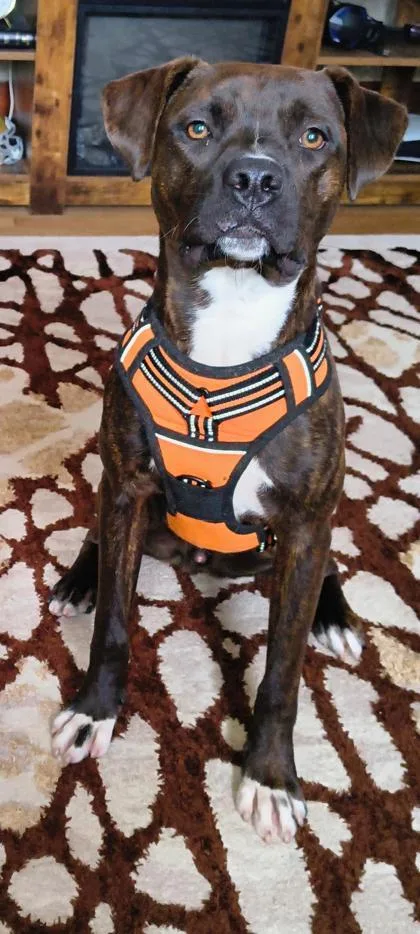 An adult large-sized male Pit Bull Terrier dog named Camo for adoption in South Bend, IN