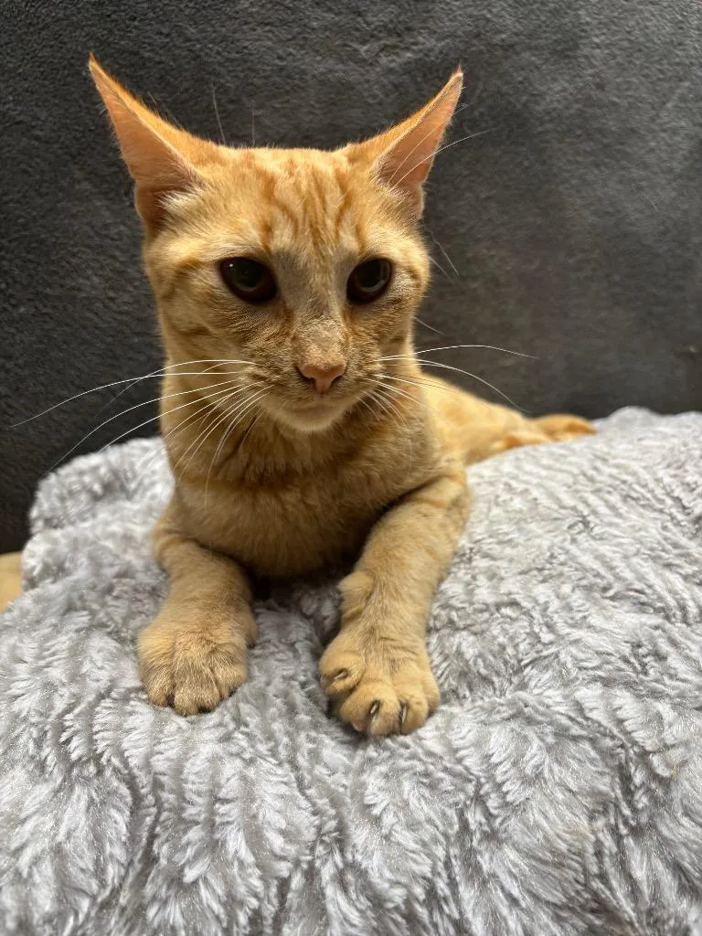 A young medium-sized female Domestic Short Hair cat named Coral for adoption in Wabash, IN