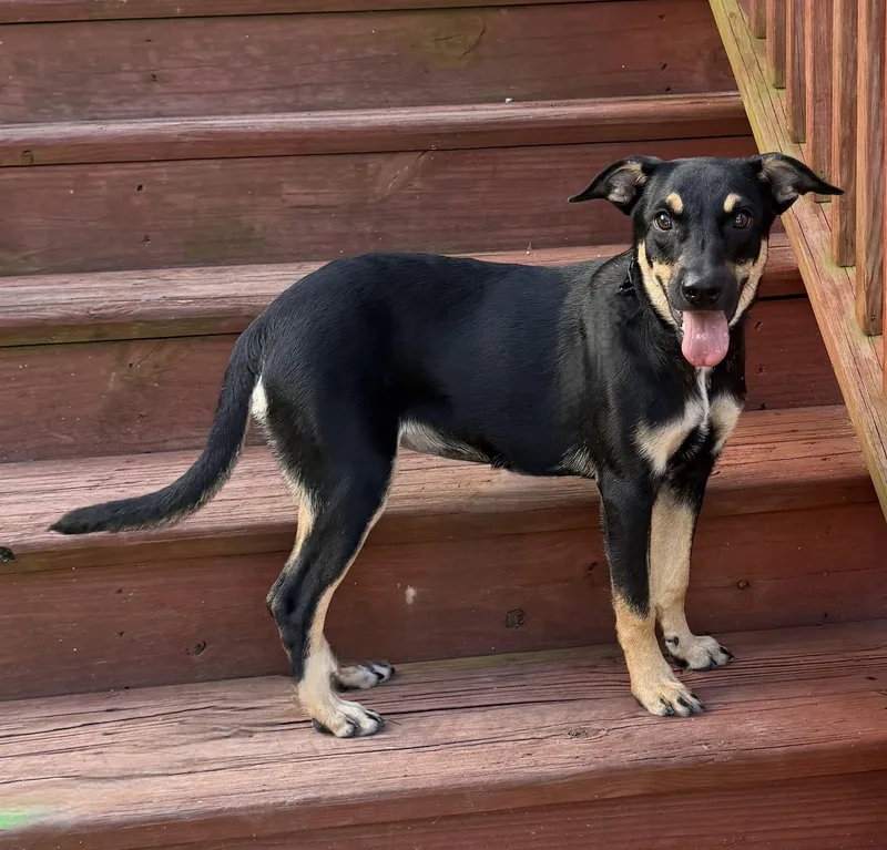 A baby medium-sized female Black Manchester Terrier dog named Hermione for adoption in Slidell, LA
