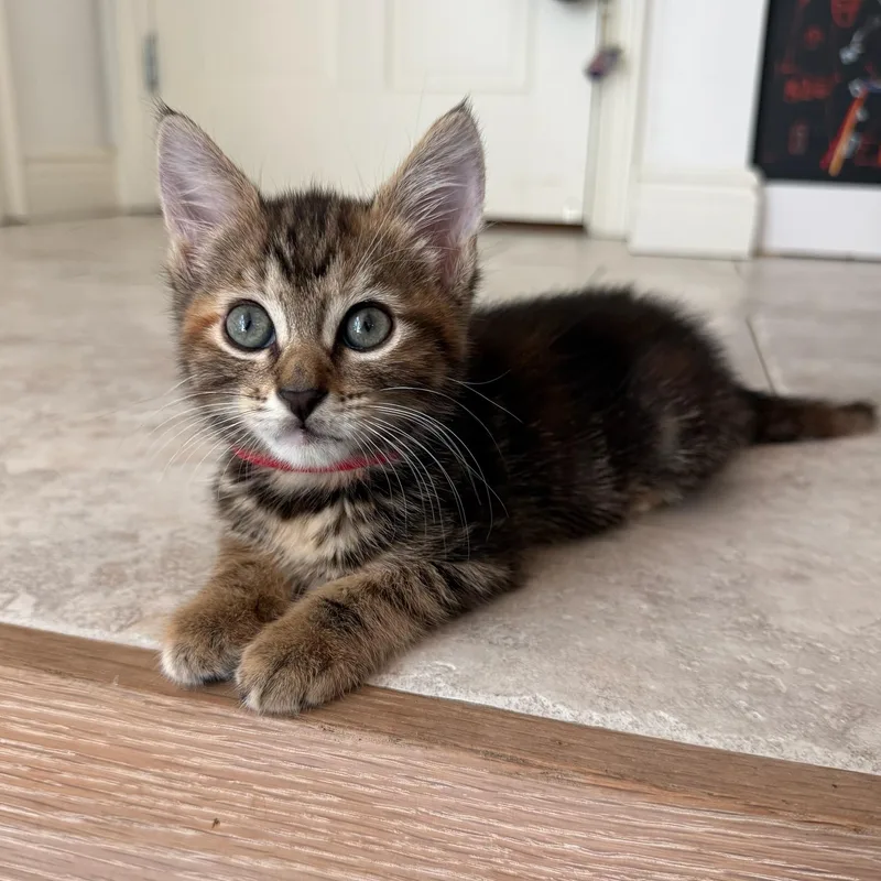A baby medium-sized female Torbie cat named Beauty for adoption in Moriches, NY