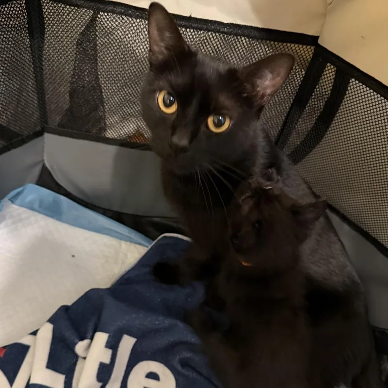 A young medium-sized female Black Domestic Short Hair cat named Kiwi for adoption in Washington, DC