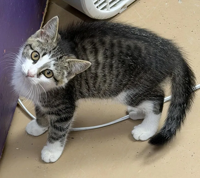 A young medium-sized male Domestic Short Hair cat named King Julien for adoption in Elkins, WV