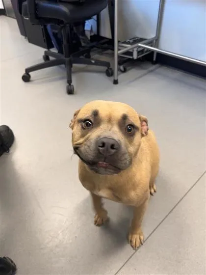An adult medium-sized female Mixed Breed dog named Annie for adoption in West Chester, PA