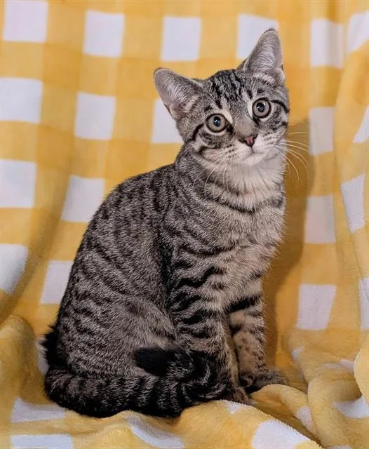 A young small-sized male Domestic Short Hair cat named Tango for adoption in Canfield, OH