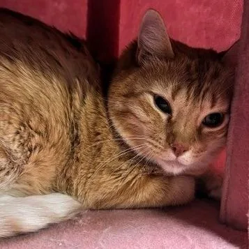 A senior large-sized male Orange / Red Domestic Long Hair cat named Logan for adoption in Shawnee, KS