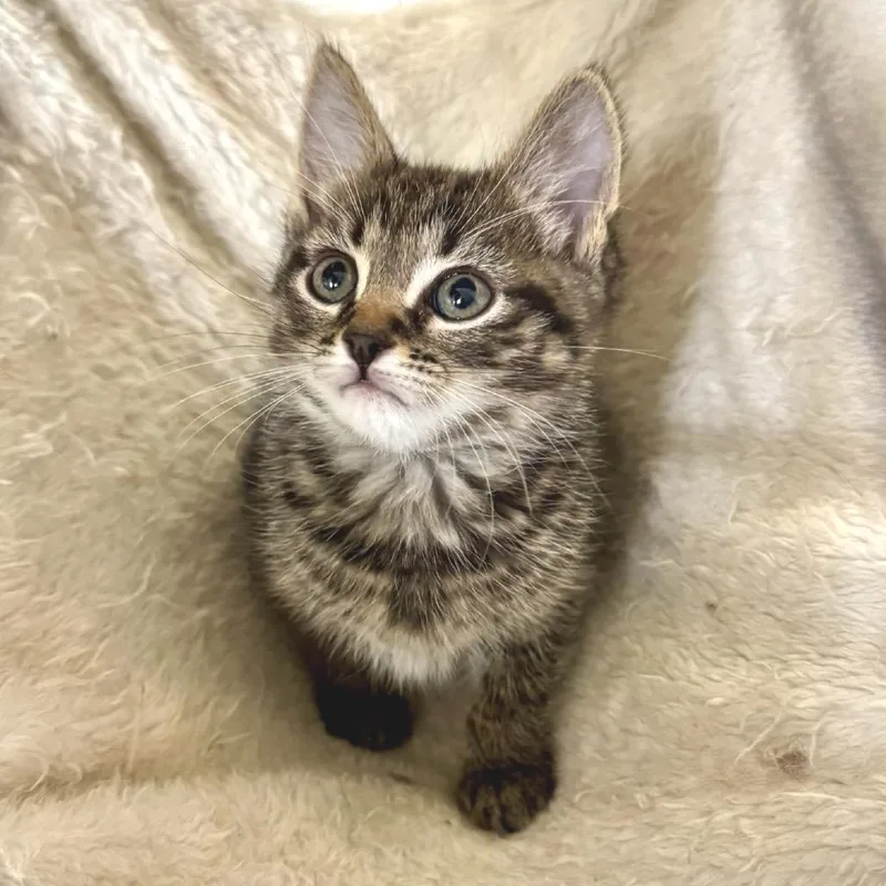 A baby small-sized male Gray / Blue / Silver Domestic Short Hair cat named Same Old Fool for adoption in Fredericksburg, VA