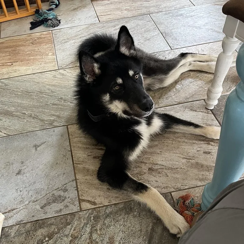 A young medium-sized male Black German Shepherd Dog dog named Jasper for adoption in Albuquerque, NM