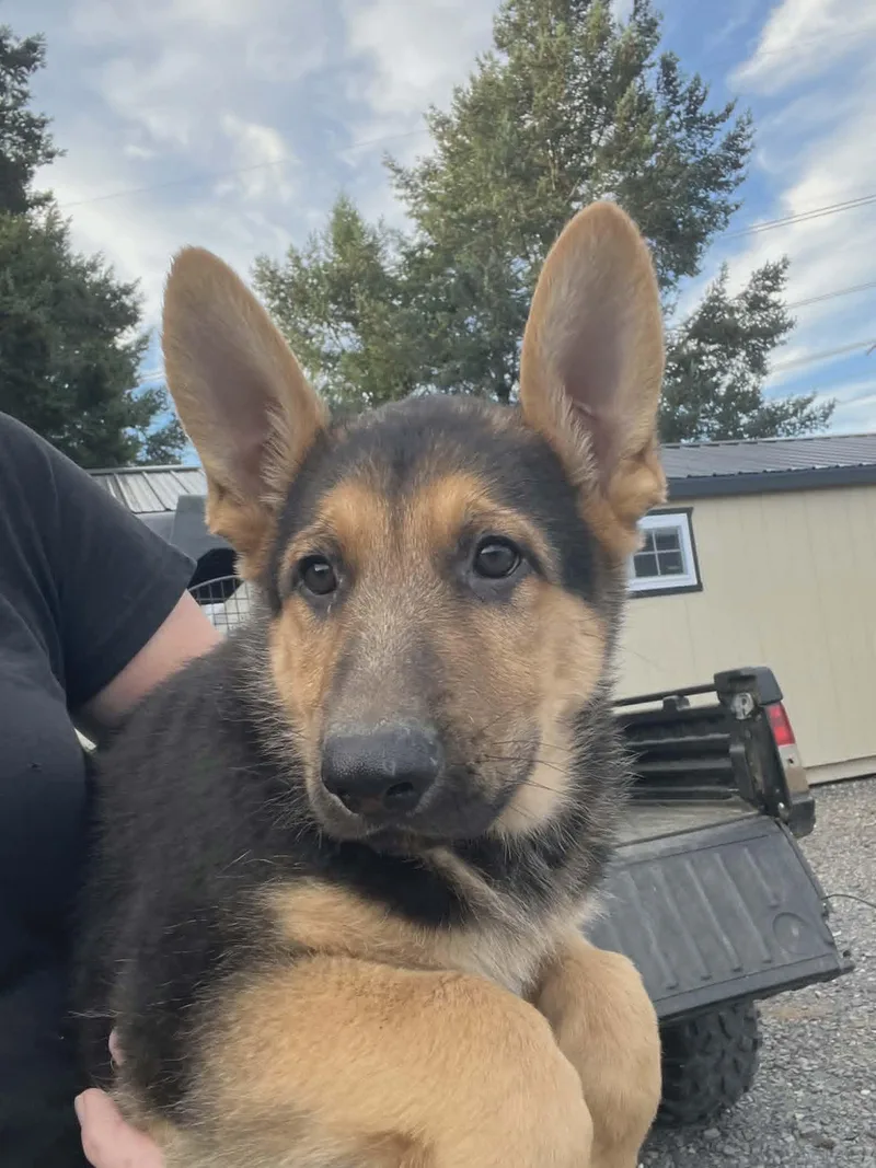 A baby medium-sized male German Shepherd Dog dog named Keller for adoption in Havertown, PA