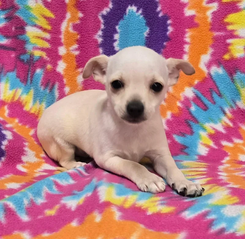 A baby small-sized male White / Cream Chihuahua dog named Grasshopper "pie" for adoption in Anderson, SC