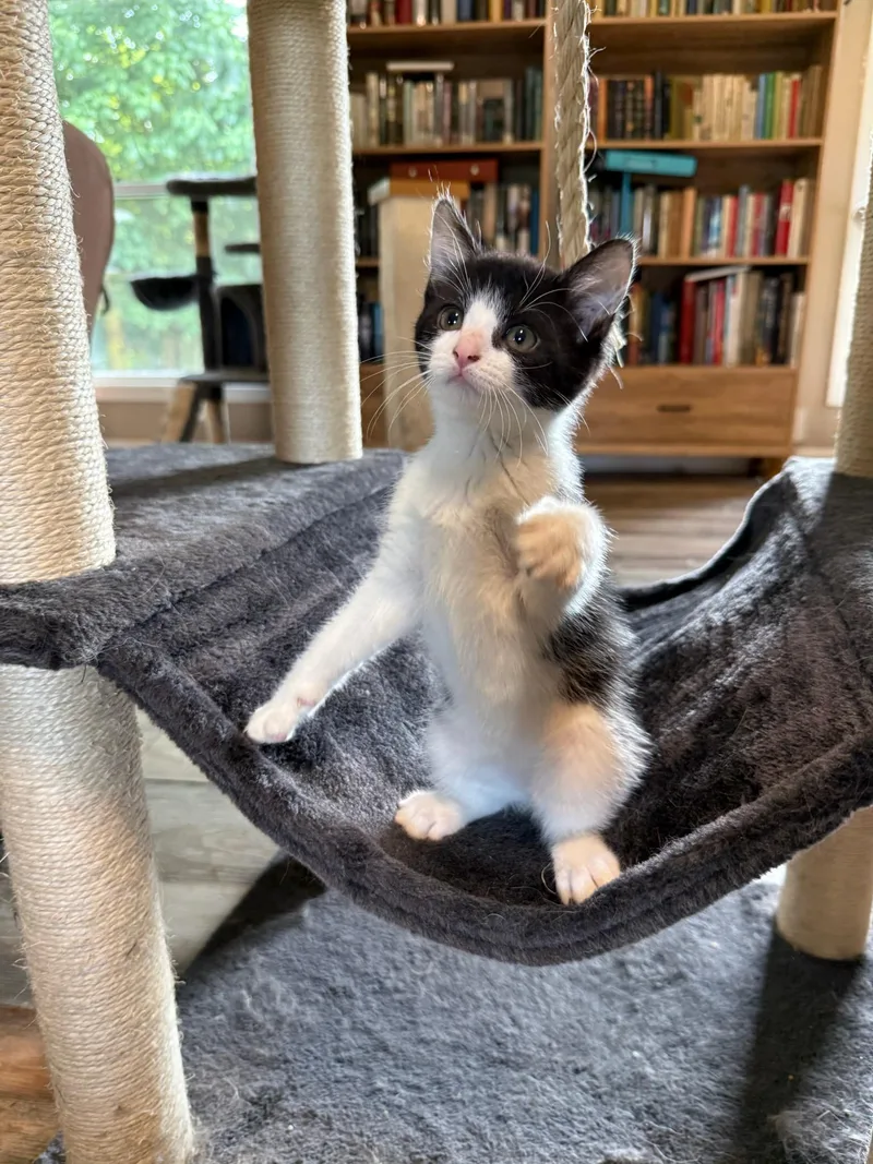A baby medium-sized female Black & White / Tuxedo Domestic Short Hair cat named Jiu Jitsu for adoption in Lexington, KY