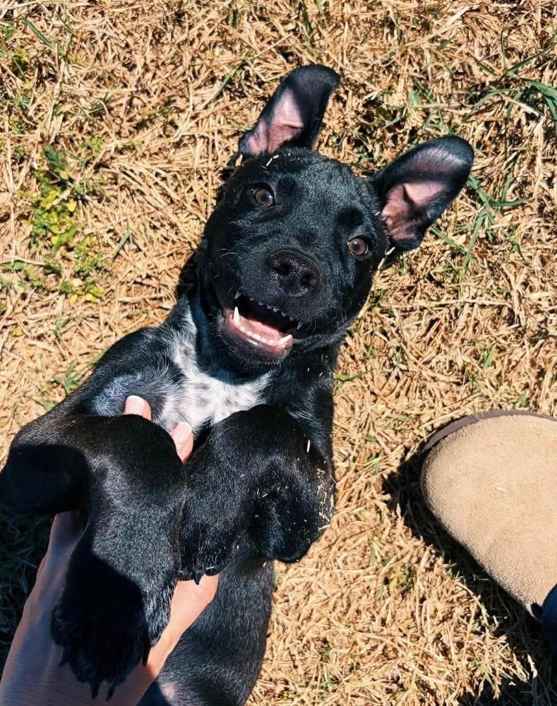 A baby large-sized male Black Pit Bull Terrier dog named Wally for adoption in Shawnee, OK