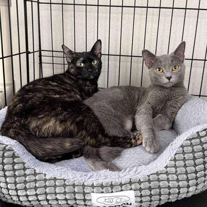 A young medium-sized female Domestic Short Hair cat named Rae for adoption in West Milford, NJ
