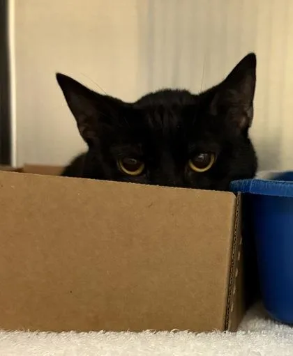 An adult small-sized male Domestic Short Hair cat named Saxophone for adoption in West Chester, PA