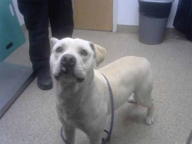 A young large-sized male Labrador Retriever dog named Chucky for adoption in Albuquerque, NM