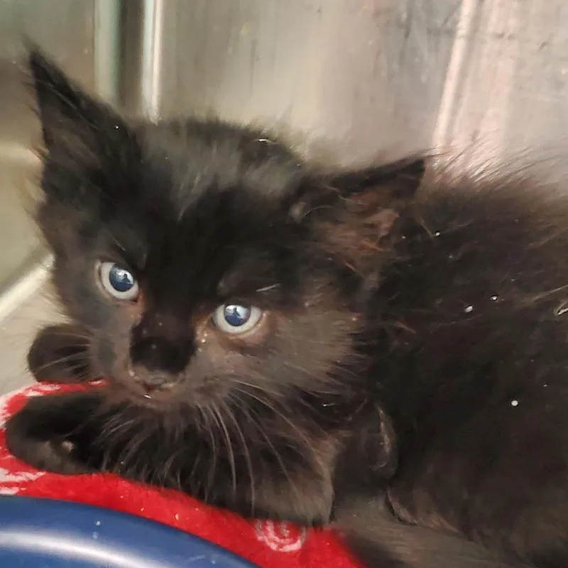 A baby small-sized male Domestic Short Hair cat named Aiden for adoption in Lake Jackson, TX