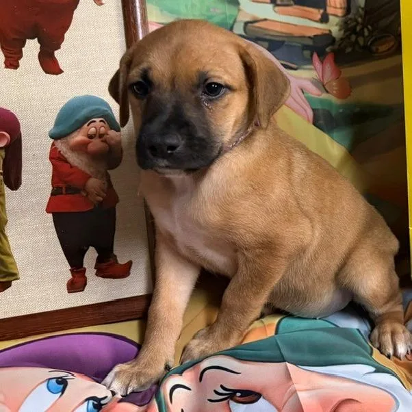 Sneezy thumbnail 3