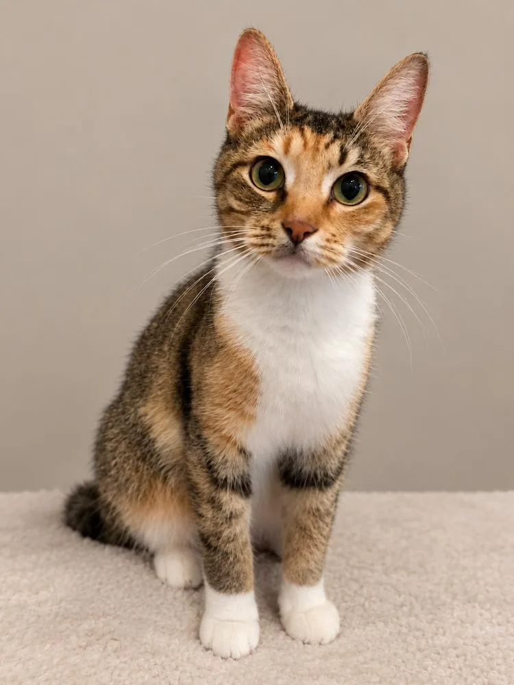 An adult small-sized female Domestic Short Hair cat named Momo for adoption in Homer Glen, IL
