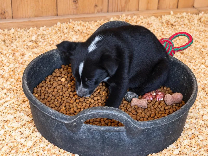 A baby medium-sized male Australian Cattle Dog / Blue Heeler named Leonardo for adoption in Albuquerque, NM