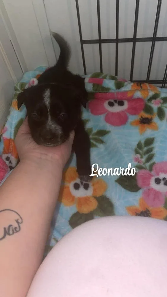 Leonardo thumbnail 2