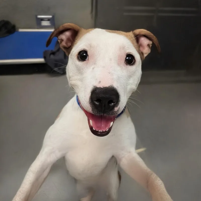 A young medium-sized female White / Cream Pit Bull Terrier dog named Delta Dawn for adoption in Baltimore, MD