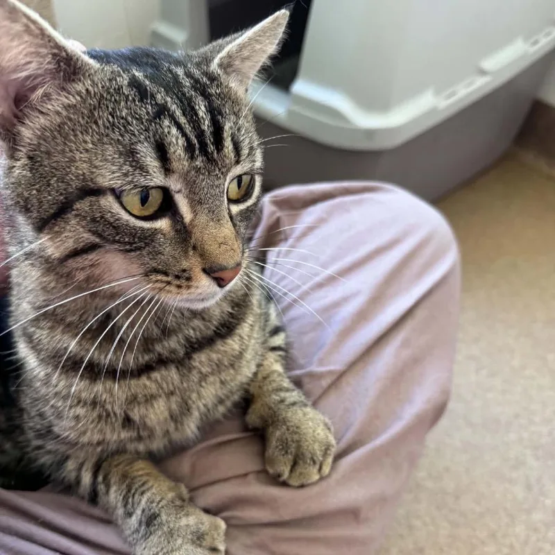 A young medium-sized male Brown / Chocolate Domestic Short Hair cat named Shep for adoption in Thomaston, ME