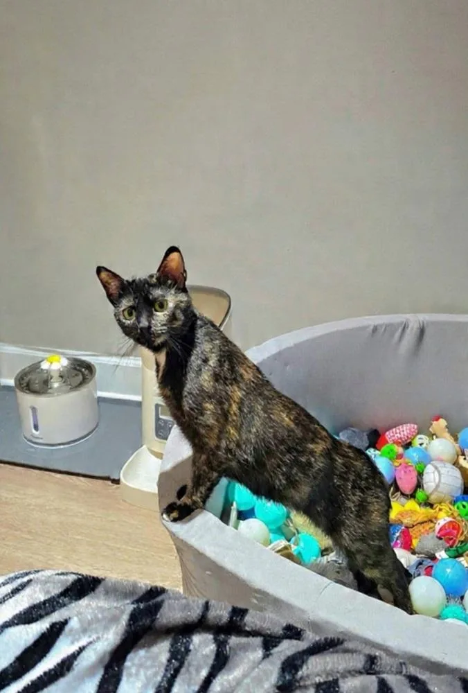 A young medium-sized female Domestic Short Hair cat named Zinnia for adoption in Clinton Township, MI