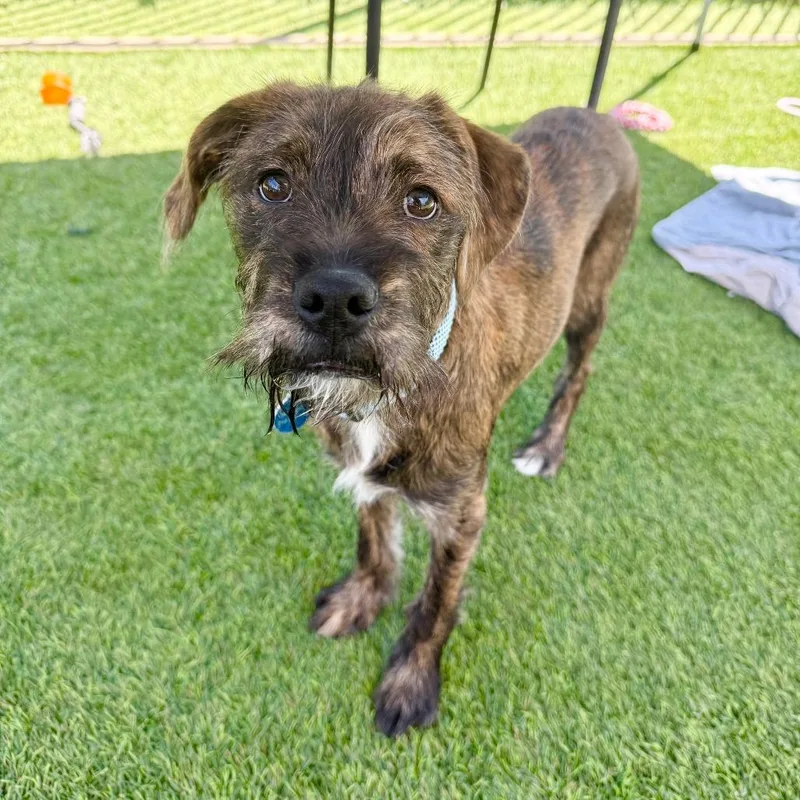 A baby small-sized male Brindle Boxer dog named David for adoption in Agoura Hills, CA