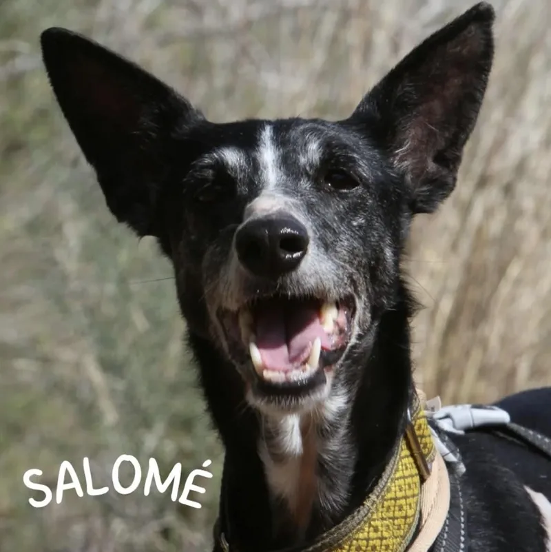 Salome