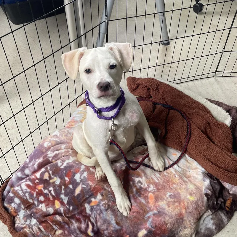 A baby medium-sized female White / Cream Labrador Retriever dog named Buffy for adoption in Austin, TX