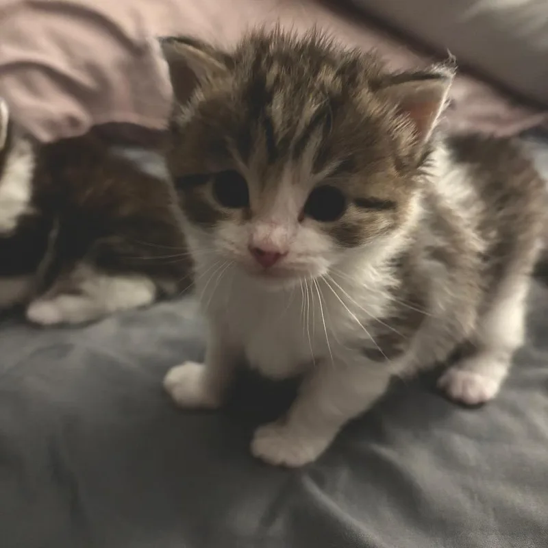 A baby small-sized female Gray / Blue / Silver Domestic Short Hair cat named Strudel for adoption in Chapel Hill, NC