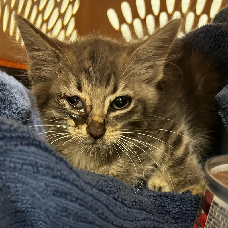 A baby small-sized female Gray / Blue / Silver Domestic Short Hair cat named CharliC for adoption in East Saint Louis, IL
