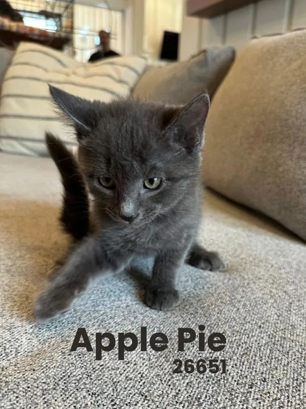 A baby small-sized male Domestic Short Hair cat named Apple Pie for adoption in Oak Ridge, TN