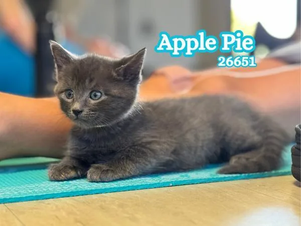 Apple Pie thumbnail 2