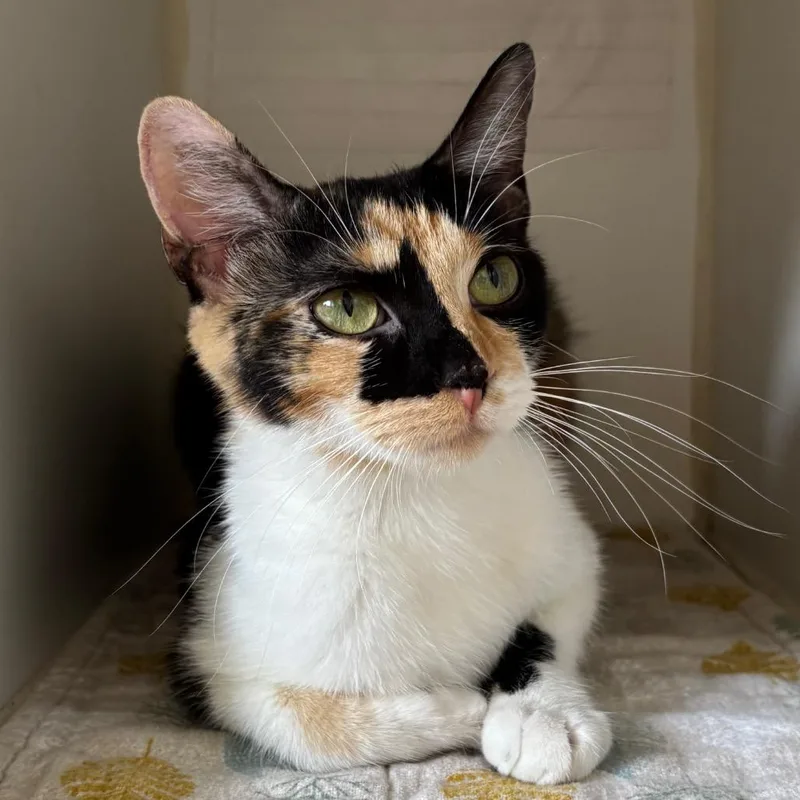 A young small-sized female Calico Domestic Short Hair cat named Sunday for adoption in Naperville, IL