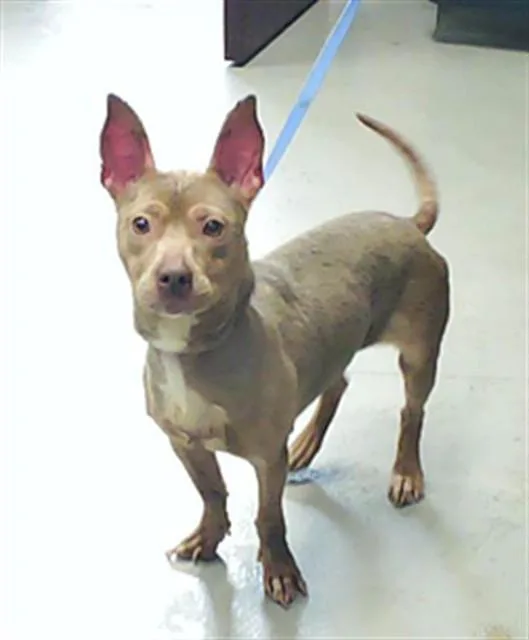 A young medium-sized female Pit Bull Terrier dog named A for adoption in Fayetteville, NC