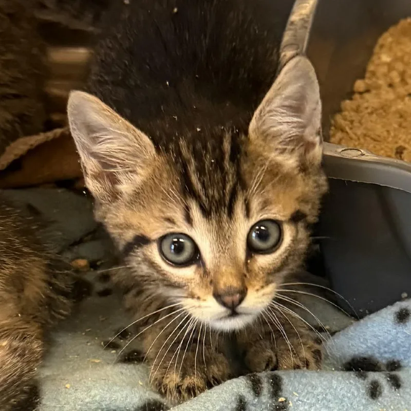 A baby medium-sized male Gray / Blue / Silver Domestic Short Hair cat named Stump for adoption in Tuscaloosa, AL