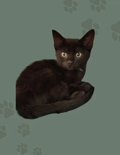 A young small-sized female Domestic Short Hair cat named Eclipse for adoption in Columbus, IN