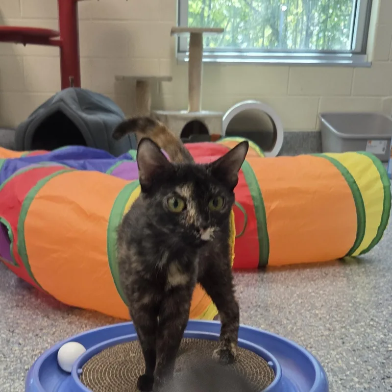 A young medium-sized female Tortoiseshell Domestic Short Hair cat named Kalamata for adoption in Charleston, SC