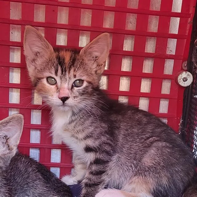 A baby small-sized female Domestic Short Hair cat named Selena for adoption in San Antonio, TX