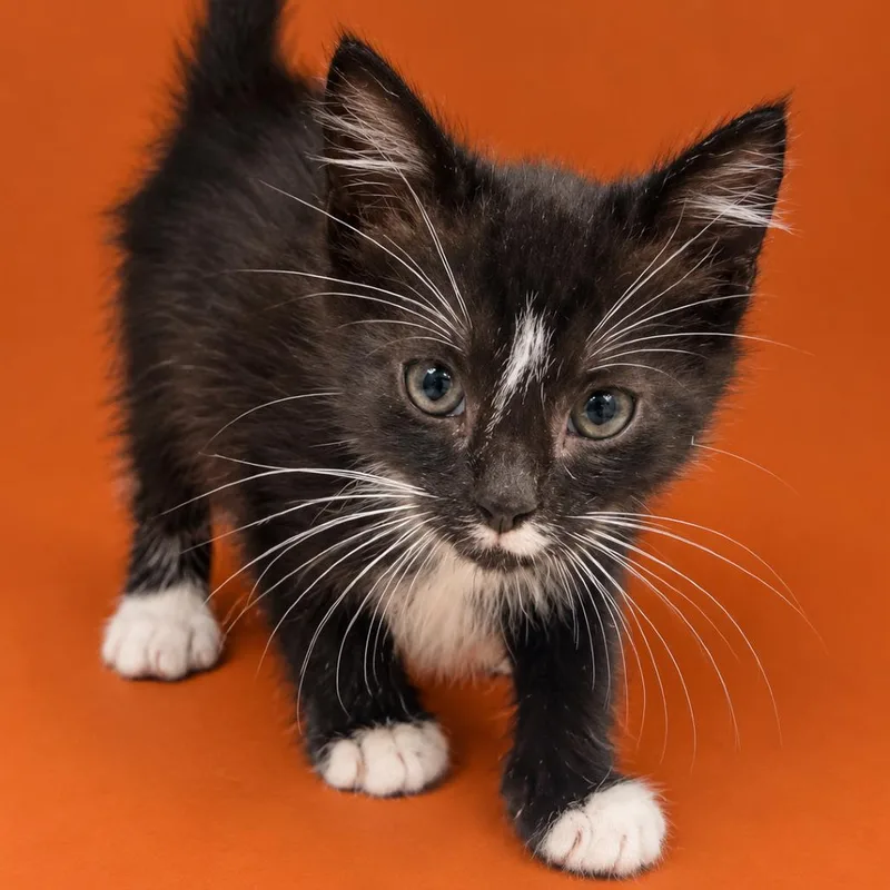 A baby small-sized male Domestic Long Hair cat named Barrel for adoption in Concord, NC