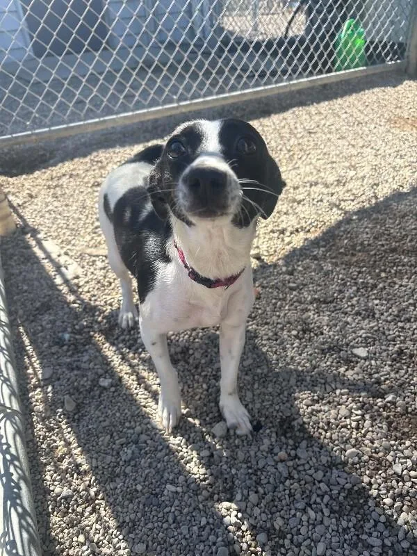 A young small-sized female Mixed Breed dog named Raven for adoption in Georgetown, OH
