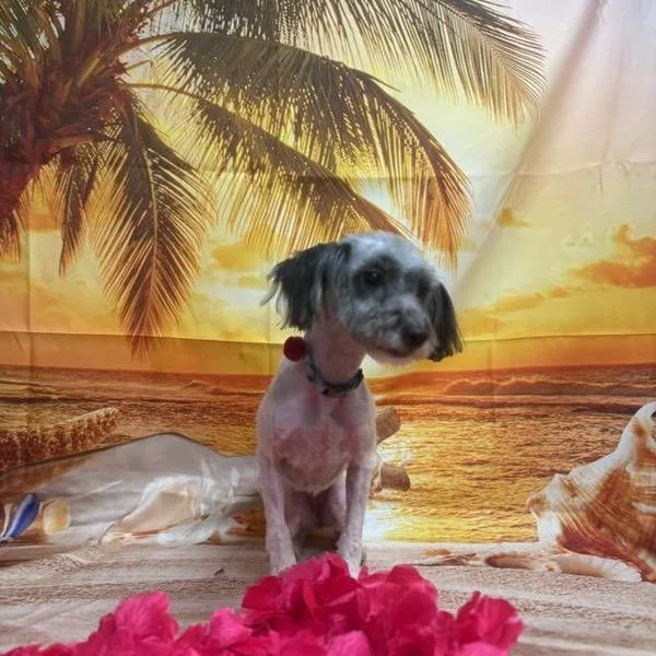 An adult small-sized female Black Mixed Breed dog named Noodle for adoption in Greensboro, NC