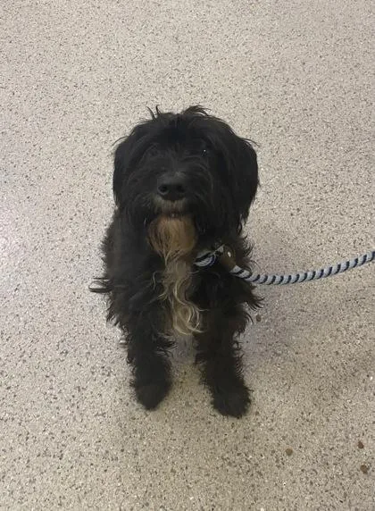 An adult small-sized male Scottish Terrier dog named Stanley for adoption in Fishers, IN