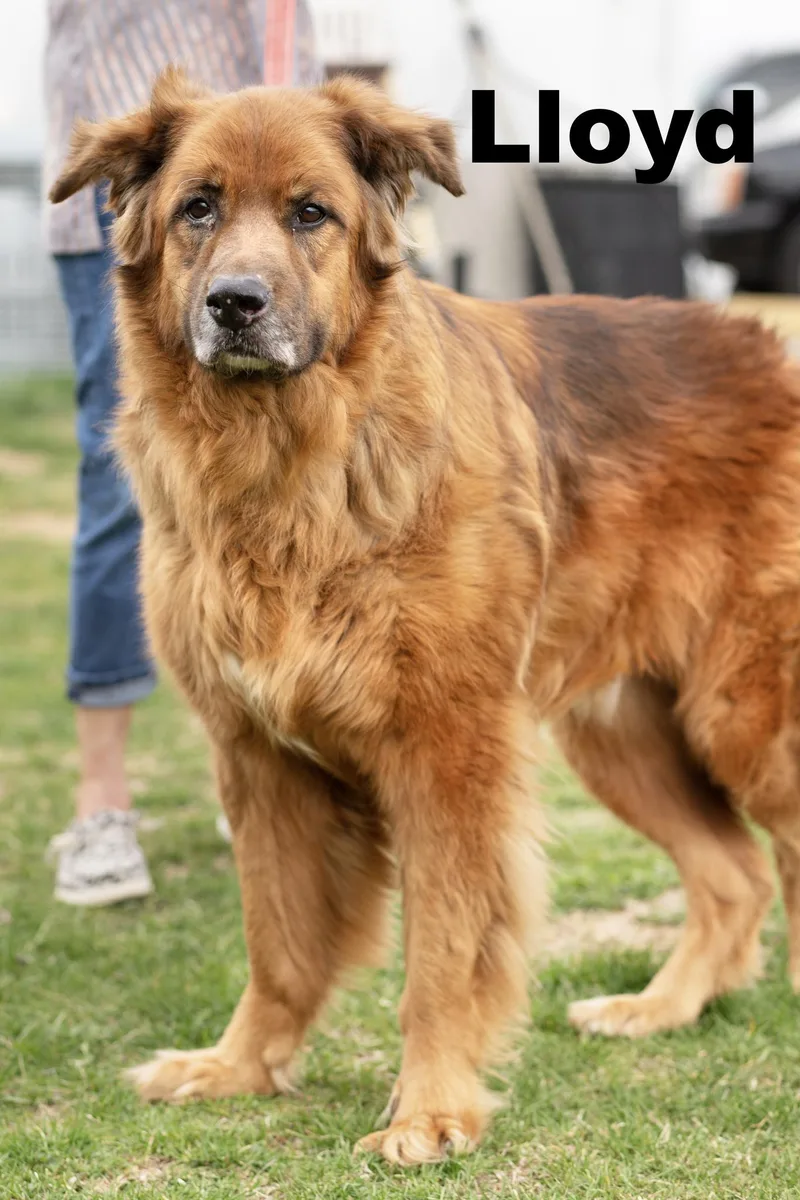 An adult large-sized male Brown / Chocolate Mixed Breed dog named Lloyd for adoption in Macomb, IL