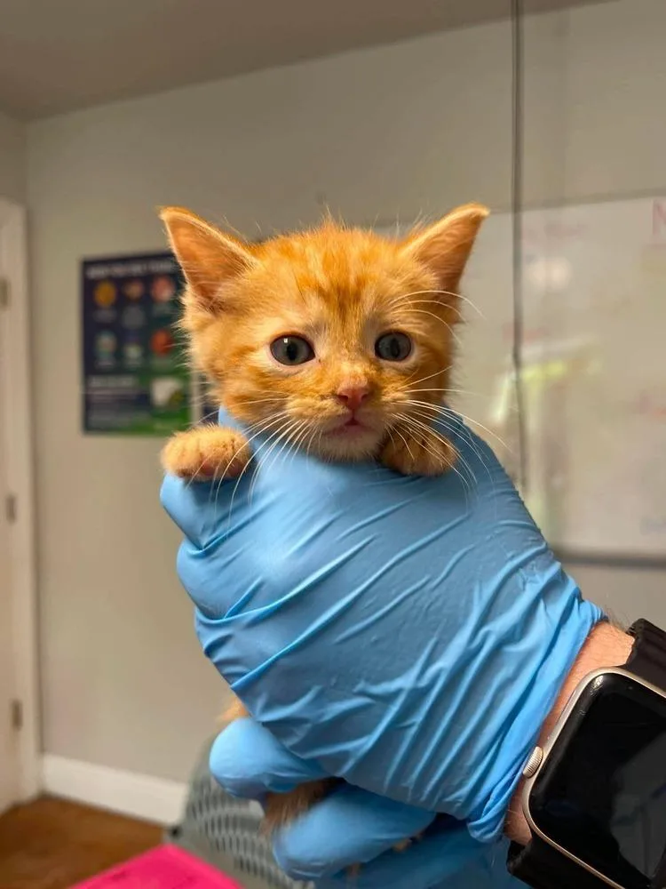 A baby small-sized female Domestic Short Hair cat named Wednesday for adoption in Bolivar, MO