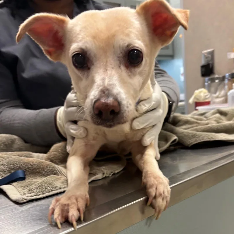 An adult small-sized female Mixed Breed dog named Sandy for adoption in Jacksonville, FL